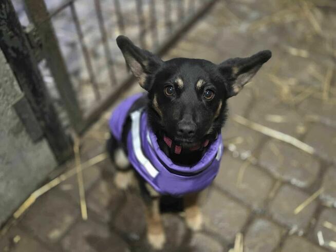 szczeniak szuka domu schronisko Zgierz -aktualne