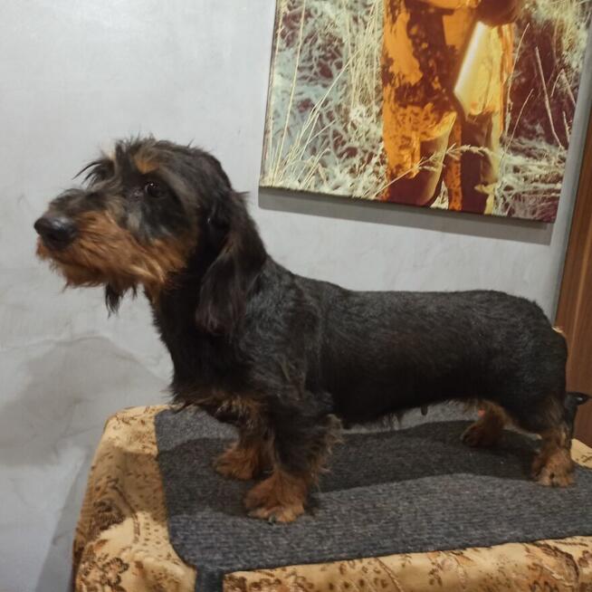 Jamnik szorstkowłosy standard