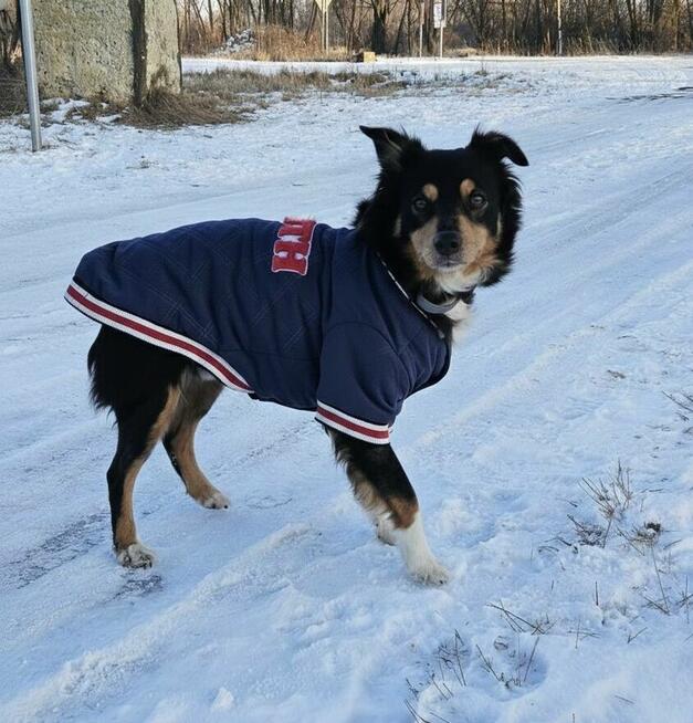 Młody nieduży psiak Mikuś