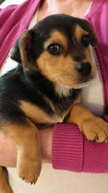 Szczeniaki MILO i OTIS szukają domów