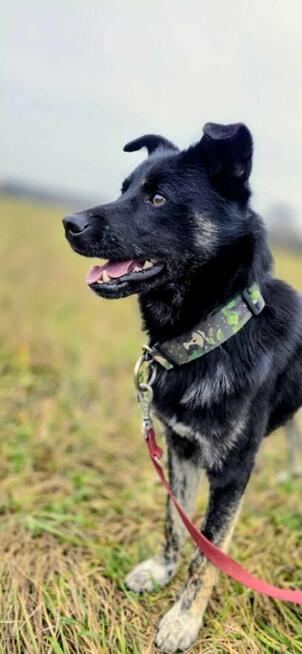 Leon nieduży młody psiak szuka domu pies psy