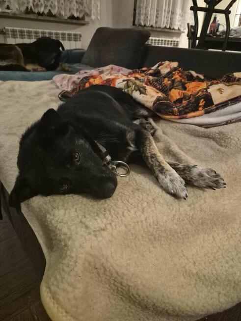 Leon nieduży młody psiak szuka domu pies psy