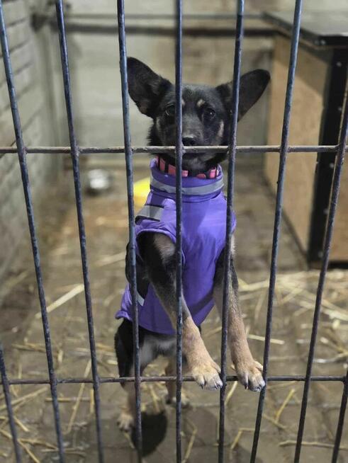 szczeniak szuka domu schronisko Zgierz -aktualne