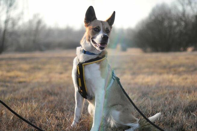 Zjawiskowa suczka BEJBI szuka domu!