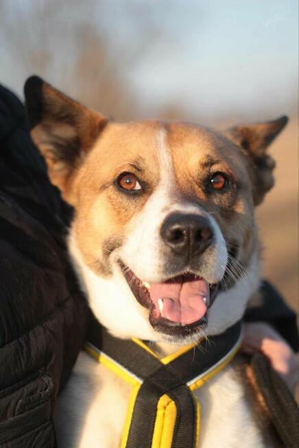 Zjawiskowa suczka BEJBI szuka domu!