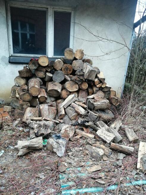 Sprzedam drzewo Buk Dab