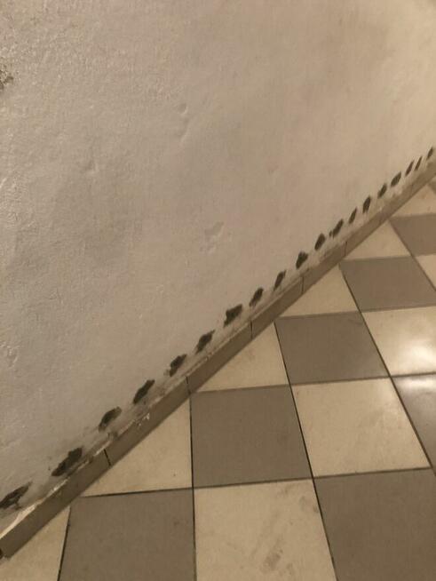 Iniekcja krystaliczna podciąganie kapilarne wilgoć