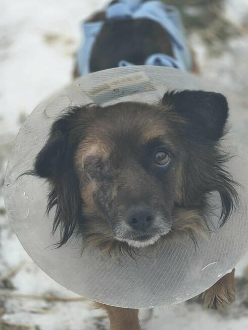 Sunia bez oczka szuka domu