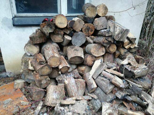 Sprzedam drzewo Buk Dab