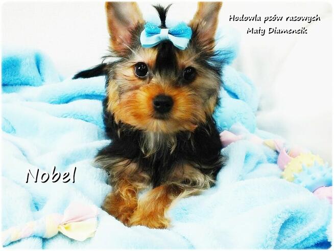 Yorkshire Terrier Malutki Mini Piesek NOBEL z Rodowodem i Wy