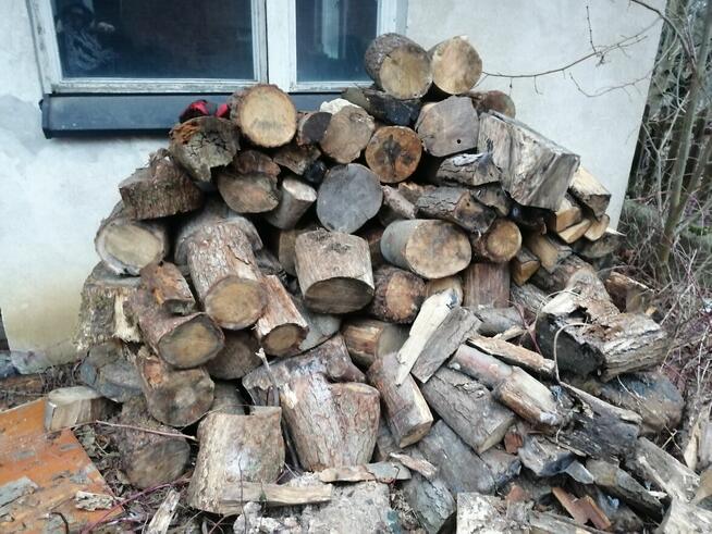 Sprzedam drzewo Buk Dab