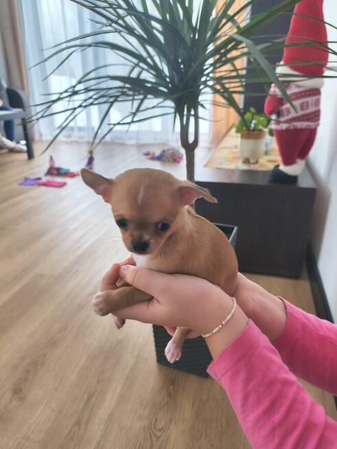 Szczeniaki Chihuahua