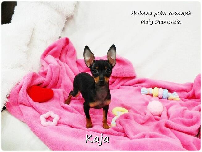 Pinczer miniaturowy (Ratlerek) Suczka KAJA z Rodowodem