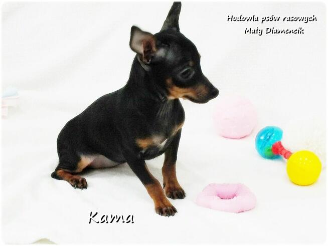 Pinczer miniaturowy (Ratlerek) Suczka KAMA z Rodowodem