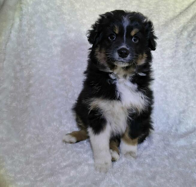 Szczeniaki czekają na dom