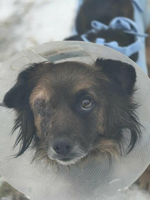 Sunia bez oczka szuka domu