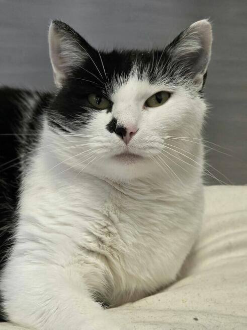 Urocza Łatka szuka nowego domku!