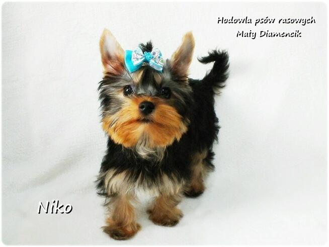 Yorkshire Terrier Malutki Mini XS Piesek NIKO z Rodowodem