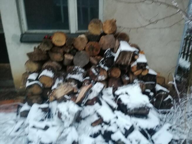 Sprzedam drzewo Buk Dab