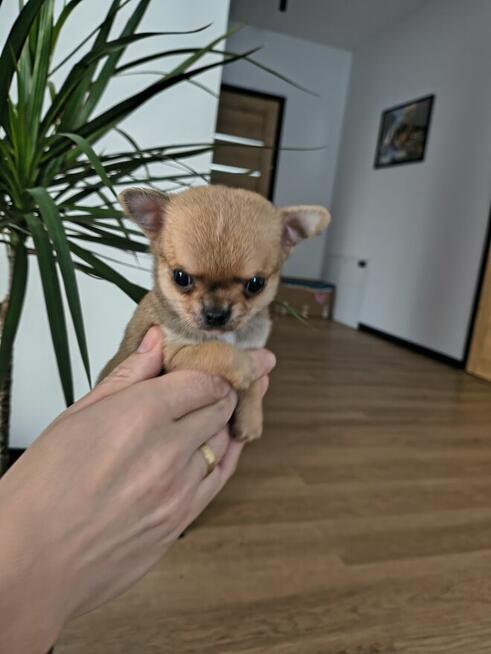 Szczeniaki Chihuahua