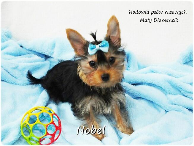 Yorkshire Terrier Malutki Mini Piesek NOBEL z Rodowodem i Wy