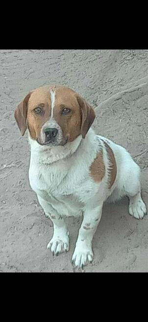 Oddam młodą suczkę w typie beagle za darmo