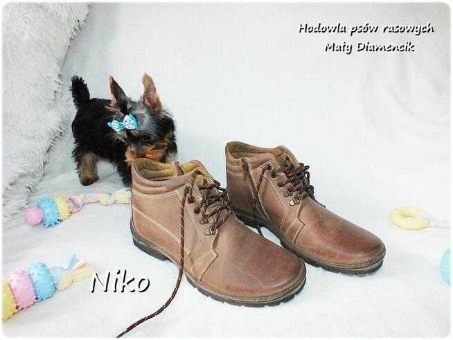 Yorkshire Terrier Malutki Mini XS Piesek NIKO z Rodowodem