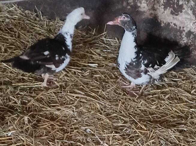 Sprzedam kaczke i kaczora