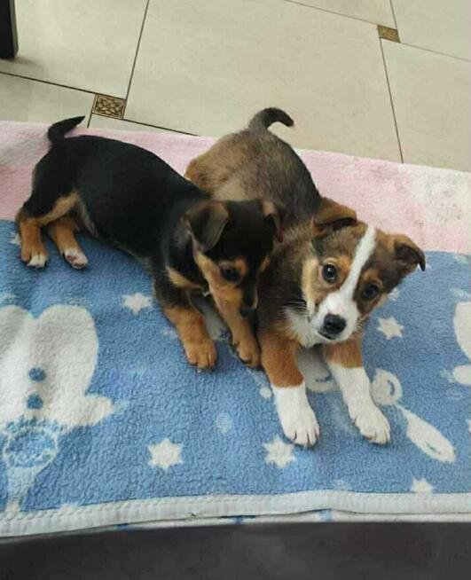 Szczeniaki MILO i OTIS szukają domów
