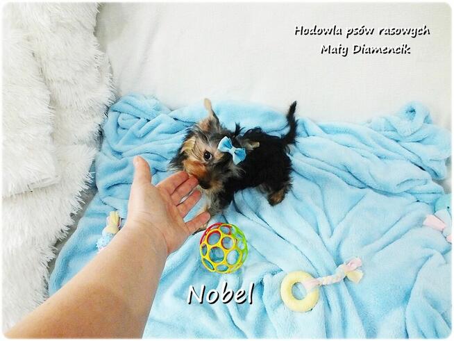 Yorkshire Terrier Malutki Mini Piesek NOBEL z Rodowodem i Wy