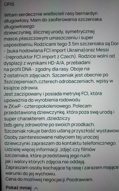 Bernardyn długowłosy FCI szczeniak dziewczynka
