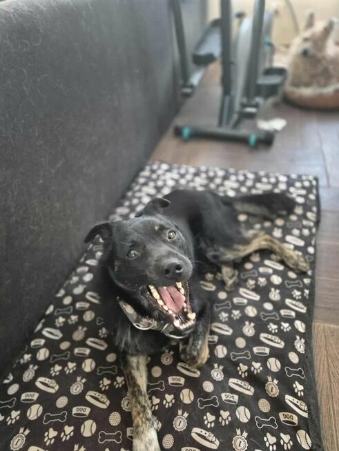 Leon nieduży młody psiak szuka domu pies psy