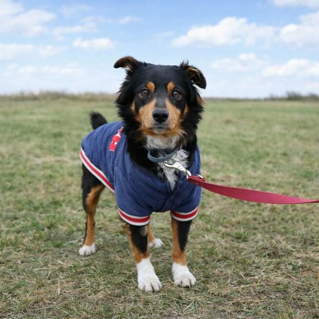 Młody nieduży psiak Mikuś