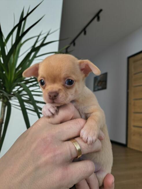 Szczeniaki Chihuahua
