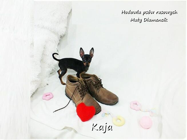 Pinczer miniaturowy (Ratlerek) Suczka KAJA z Rodowodem