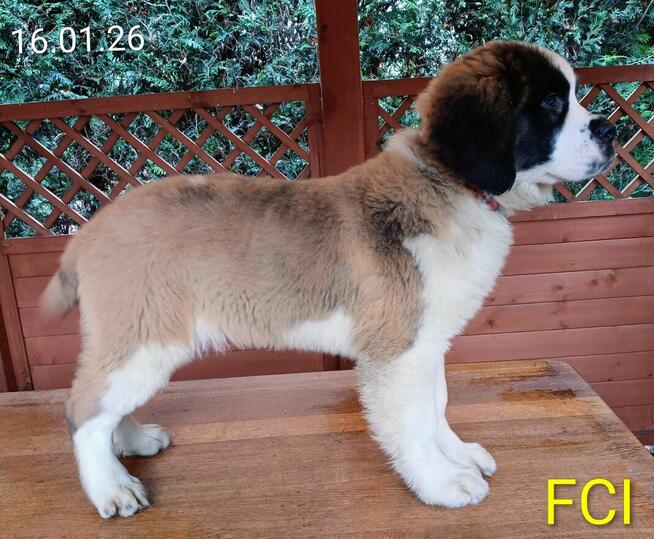 Bernardyn długowłosy FCI szczeniak dziewczynka