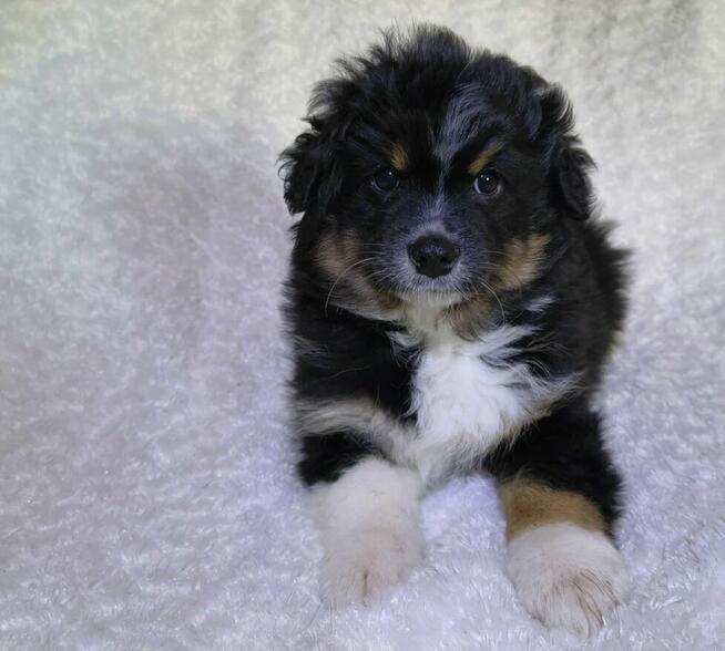 Szczeniaki czekają na dom