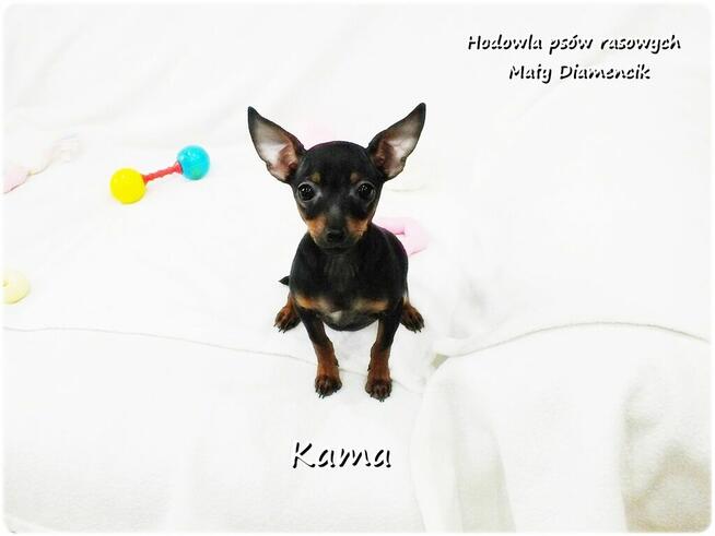Pinczer miniaturowy (Ratlerek) Suczka KAMA z Rodowodem