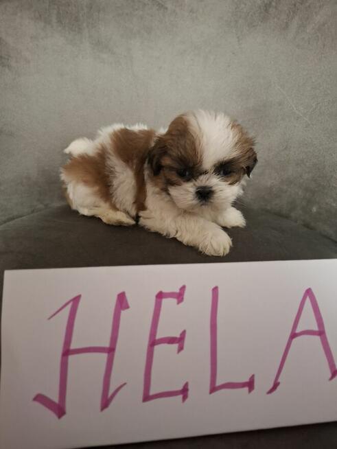 Shih tzu z wielopokoleniowym rodowodem