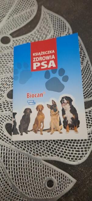 Oddam za darmo pieska