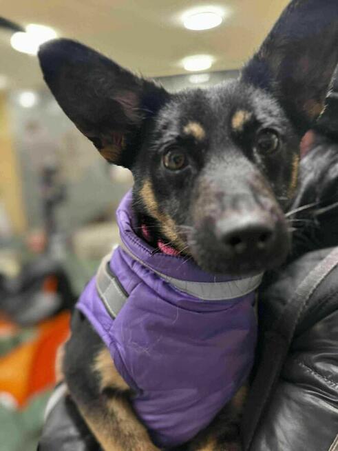 szczeniak szuka domu schronisko Zgierz -aktualne