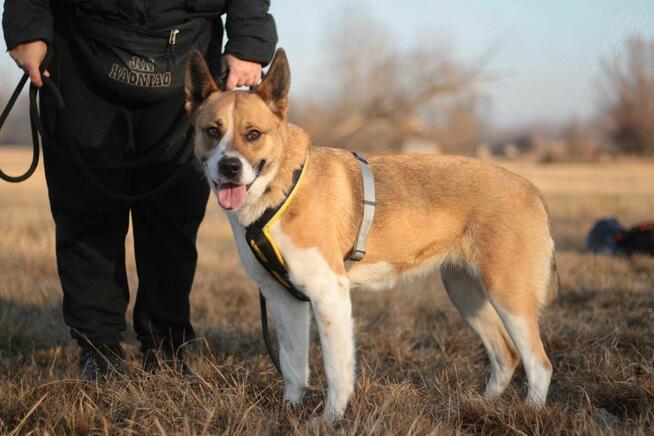 Zjawiskowa suczka BEJBI szuka domu!