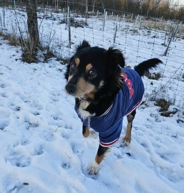 Młody nieduży psiak Mikuś