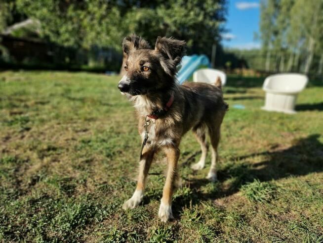 FALKO senior szuka towarzysza do spacerów