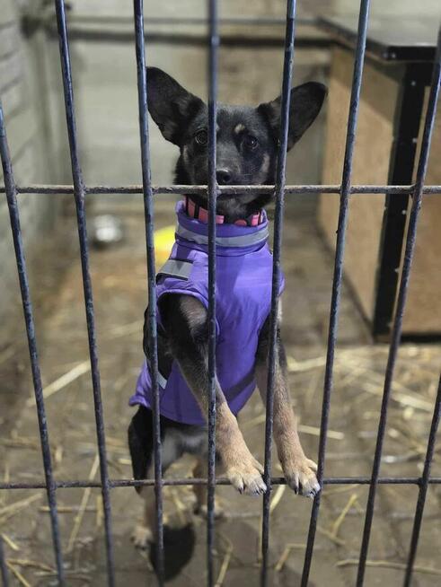 szczeniak szuka domu schronisko Zgierz -aktualne