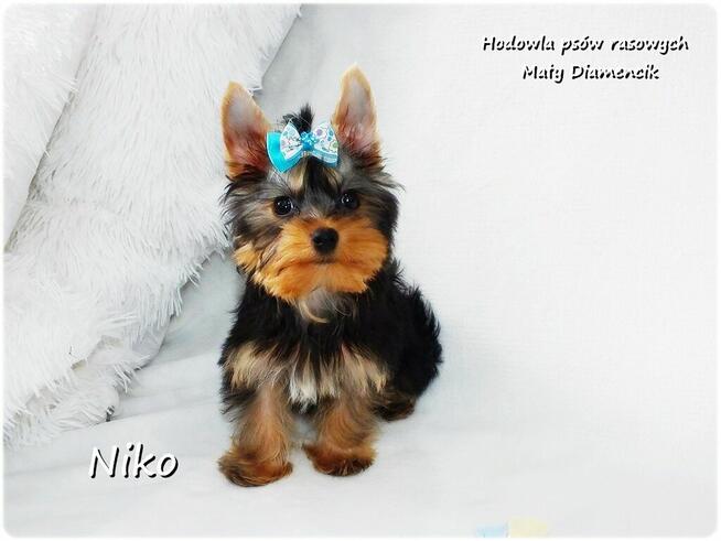 Yorkshire Terrier Malutki Mini XS Piesek NIKO z Rodowodem