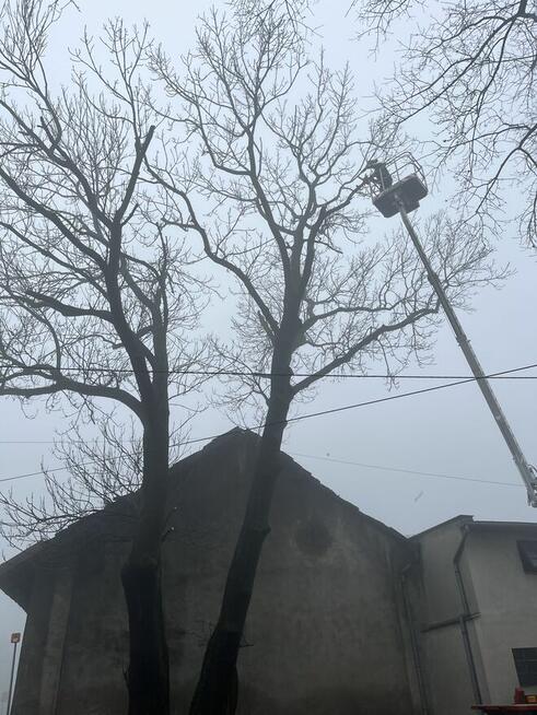 Wycinka przycinanie drzew