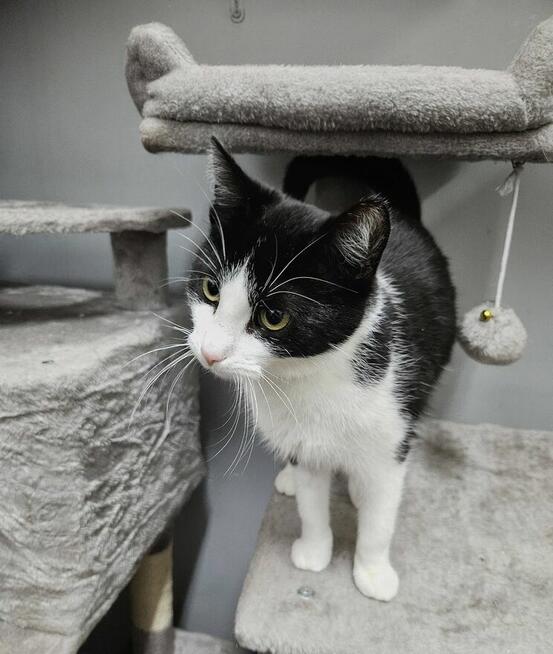 10-miesięczny kocurek BIBI