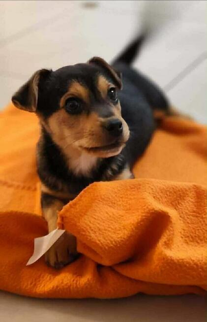 Szczeniaki MILO i OTIS szukają domów