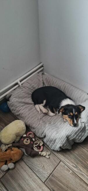 Oddam za darmo pieska